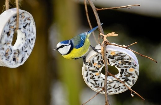 Tit, Bird, Tit Rings, Songbird, Animal